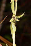 Longhorn bog orchid